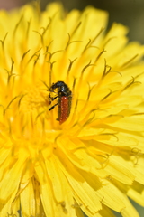 Arthrobrachus nigromaculatus