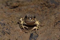 Atelognathus nitoi