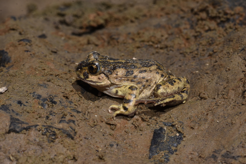 Rio Negro Frog (Atelognathus nitoi)