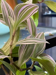 Tradescantia zebrina