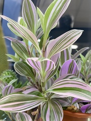 Tradescantia zebrina