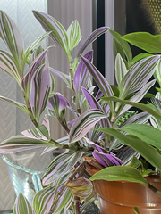 Tradescantia zebrina