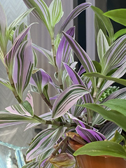 Tradescantia zebrina