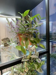 Tradescantia zebrina