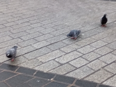 Columba livia domestica