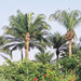 African Oil Palm - Photo (c) Scamperdale, some rights reserved (CC BY-NC)