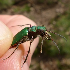 Cicindela campestris