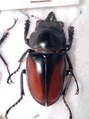 Neolucanus parryi