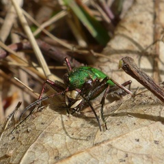Cicindela campestris