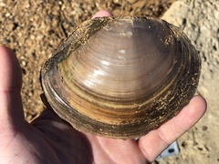 Utterbackiana suborbiculata