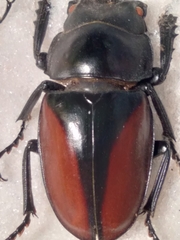 Neolucanus parryi