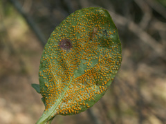 Rossmanomyces pyrolae