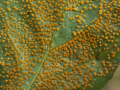 Rossmanomyces pyrolae