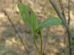 Rossmanomyces pyrolae