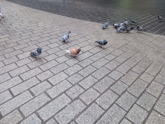 Columba livia domestica
