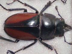 Neolucanus parryi
