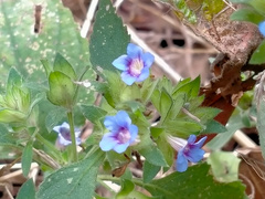 Strobilanthes pavala