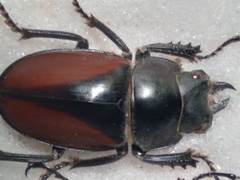 Neolucanus parryi
