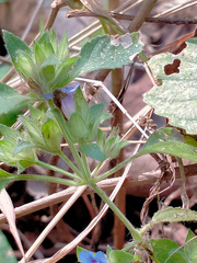Strobilanthes pavala
