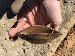 Utterbackiana suborbiculata