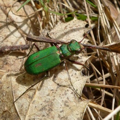 Cicindela campestris