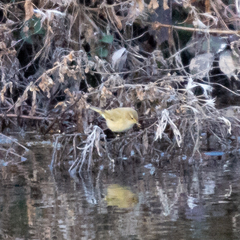 Phylloscopus collybita