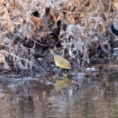 Phylloscopus collybita
