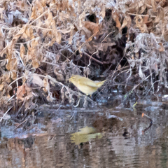 Phylloscopus collybita