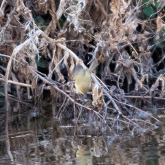 Phylloscopus collybita