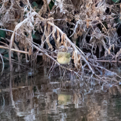 Phylloscopus collybita