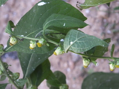 Carpesium abrotanoides