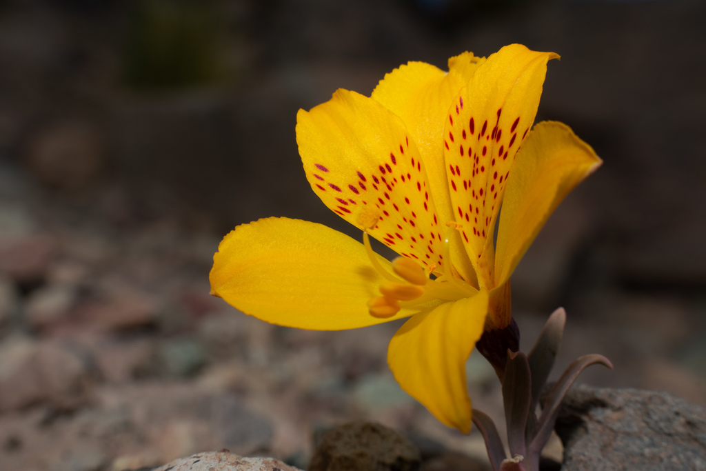 Alstroemeria esteparica