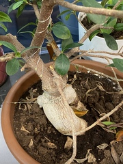 Ficus microcarpa