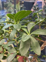 Ficus microcarpa