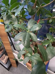 Ficus microcarpa