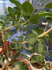 Ficus microcarpa