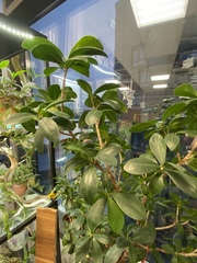 Ficus microcarpa