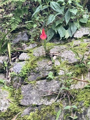 Masdevallia veitchiana