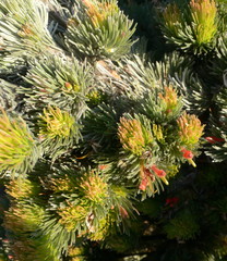 Adenanthos sericeus