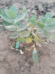 Calotropis procera