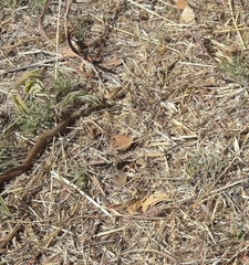 Philodryas nattereri