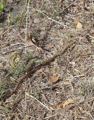 Philodryas nattereri