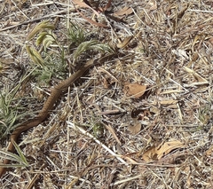 Philodryas nattereri