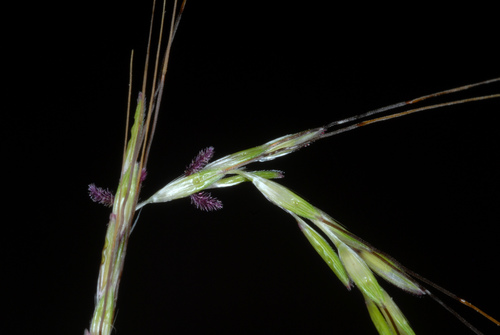 Bothriochloa pertusa iNat (1)