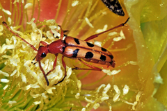 Typocerus sinuatus