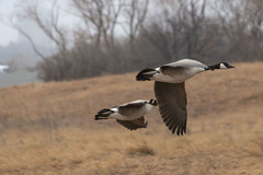 Branta canadensis