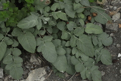 Psephellus hypoleucus