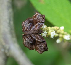 Helias phalaenoides