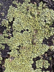 Phaeophyscia orbicularis