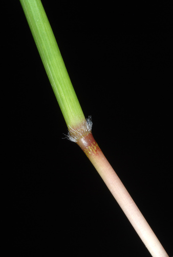Bothriochloa pertusa